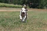 AMSTAFF  PUPPIES 198